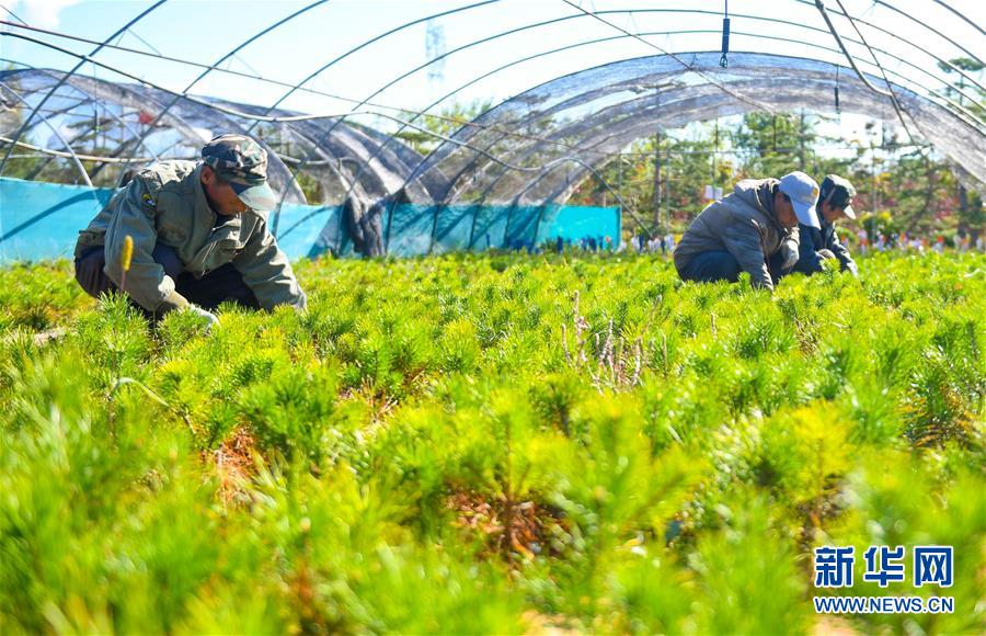 （在習(xí)近平新時代中國特色社會主義思想指引下——新時代新作為新篇章·習(xí)近平總書記關(guān)切事·圖文互動）（8）綠意，在黃沙中鋪展——我國防沙治沙紀(jì)實(shí)