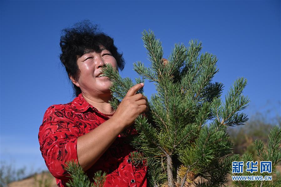 （在習(xí)近平新時代中國特色社會主義思想指引下——新時代新作為新篇章·習(xí)近平總書記關(guān)切事·圖文互動）（5）綠意，在黃沙中鋪展——我國防沙治沙紀(jì)實(shí)