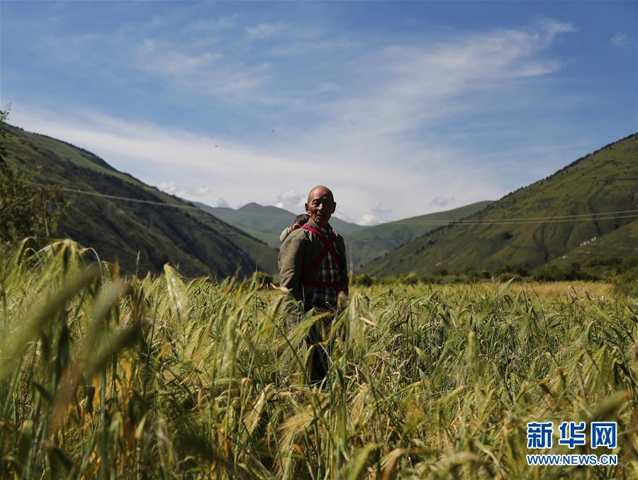 （新華全媒頭條·圖文互動）（6）命運的轉(zhuǎn)折——寫在四川甘孜藏族自治州建州70年之際