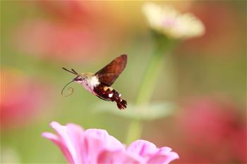 蜂鳥(niǎo)鷹蛾戲花忙