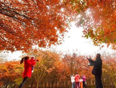 湖南桂陽(yáng)楓林紅了 染紅空間美不勝收