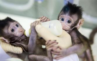 重大突破！兩只克隆猴在中國誕生