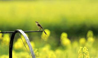 花開(kāi)春來(lái)到