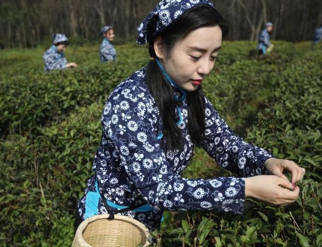 采茶姑娘走進南京中山陵園開采雨花春茶