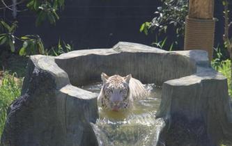 常州動(dòng)物園花樣降溫上演動(dòng)物另類(lèi)避暑大戲