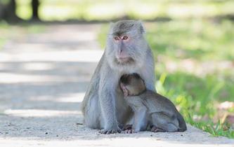 在沙撈越探尋野生動物