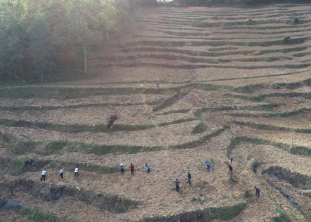 浙江安吉捐贈(zèng)四川青川白茶苗種植地探訪