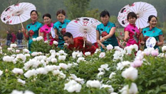 洪澤湖畔牡丹盛開 旗袍達(dá)人爭艷“國色天香”