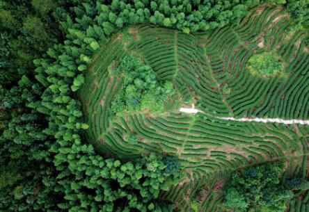 福建龍巖：高效用地，提升生態(tài)環(huán)境水平