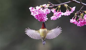 櫻花叢中鳥翻飛