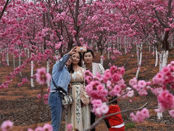 櫻花漫山，一份14年的等待