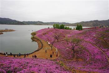 河北遷西：花海醉游人