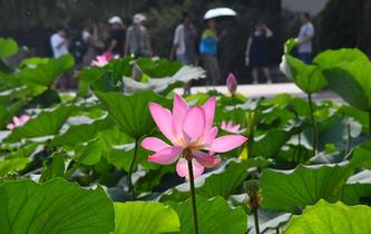 濟南大明湖夏日荷花盛開