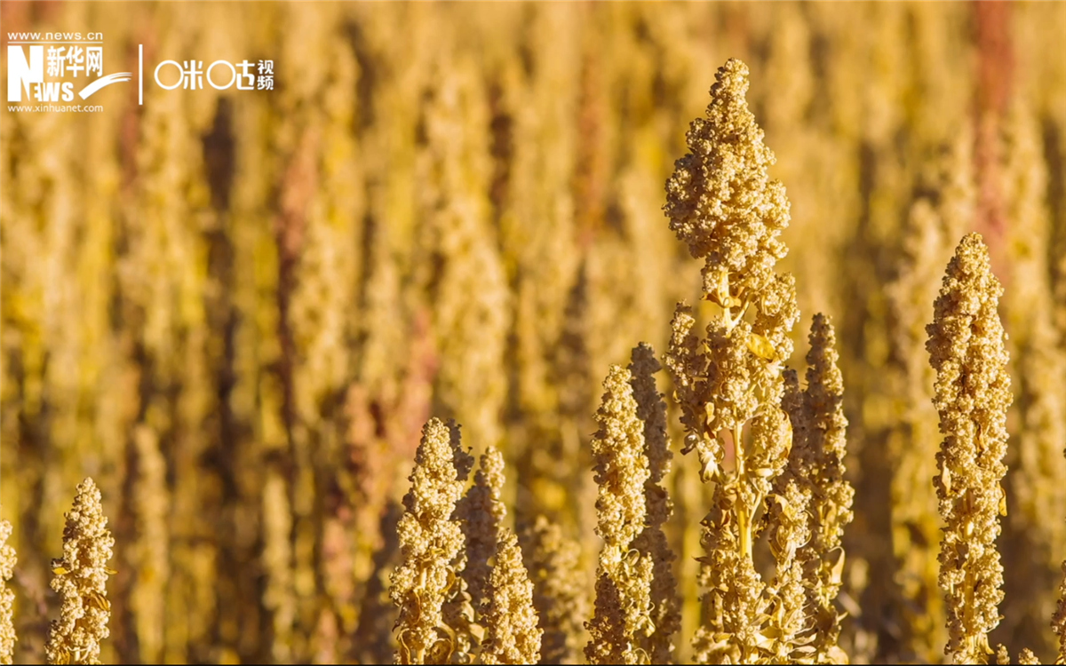 藜麥有極強(qiáng)的環(huán)境適應(yīng)能力和低成本、高回報(bào)的種植模式