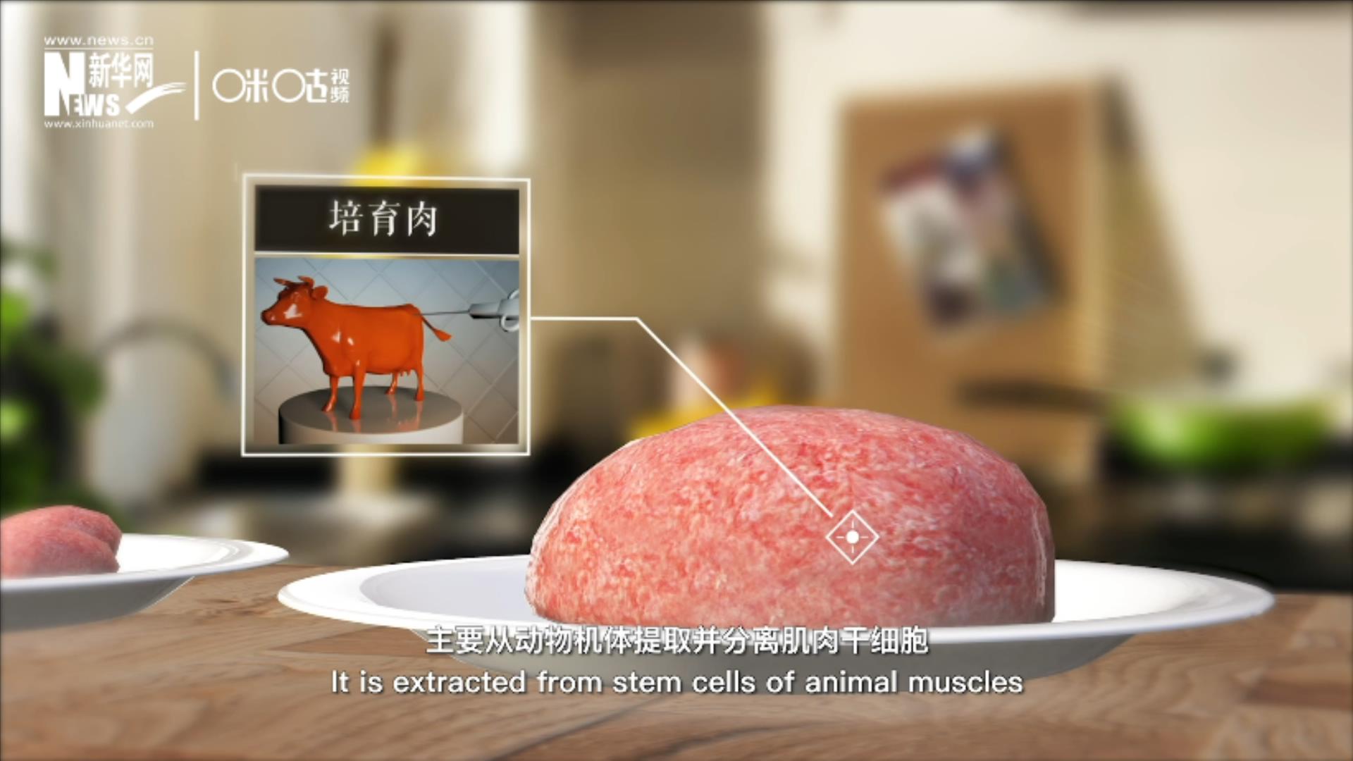 培育肉主要是從動物機體提取并分離肌肉干細胞，在實驗室里培養(yǎng)而成