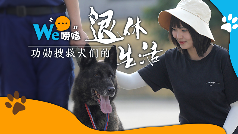 We嘮嗑｜功勛搜救犬們的“退休”生活