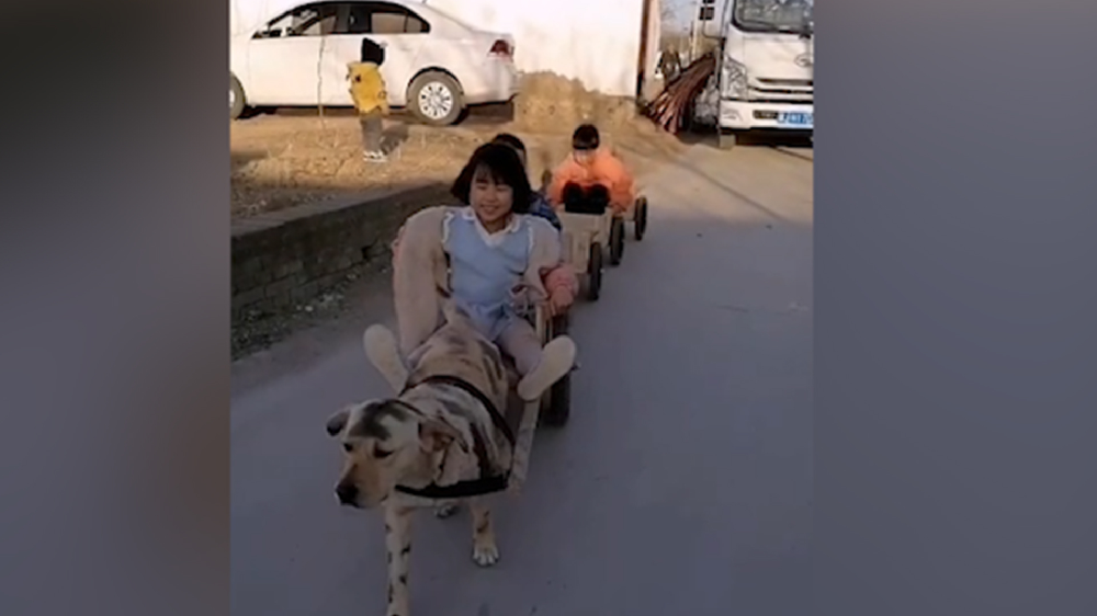 男子給孩子做縮小版小火車(chē)，家里的狗狗做動(dòng)力拉著孩子上學(xué)