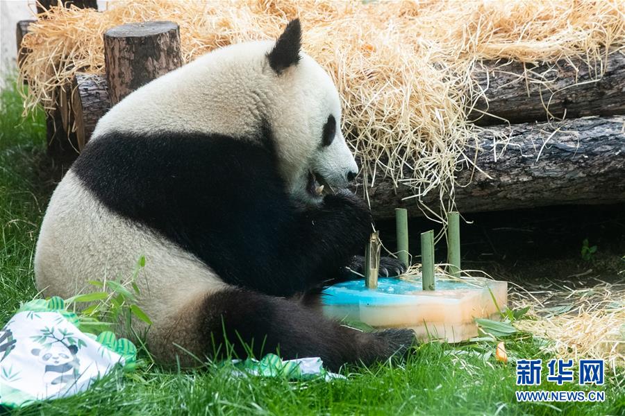 （國際）（7）莫斯科動(dòng)物園為大熊貓“如意”和“丁丁”慶生