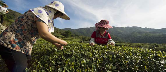 福建泉州：伴“海絲”茶香海外