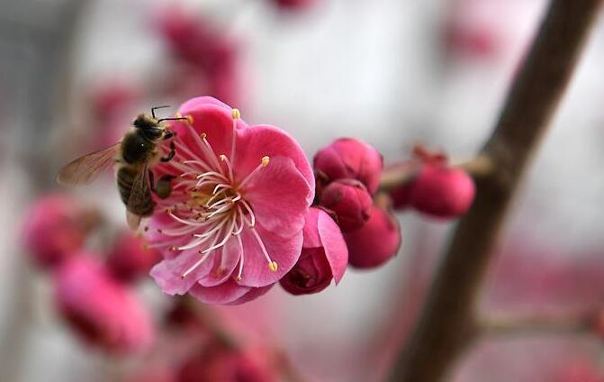 花開(kāi)春意濃