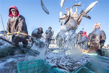 魚(yú)躍人歡冬捕忙