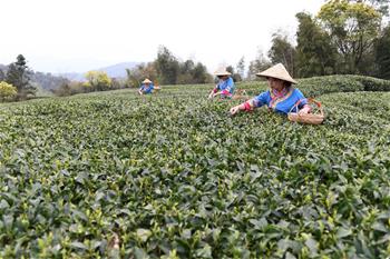 福鼎茶鄉(xiāng)迎來白茶開茶季